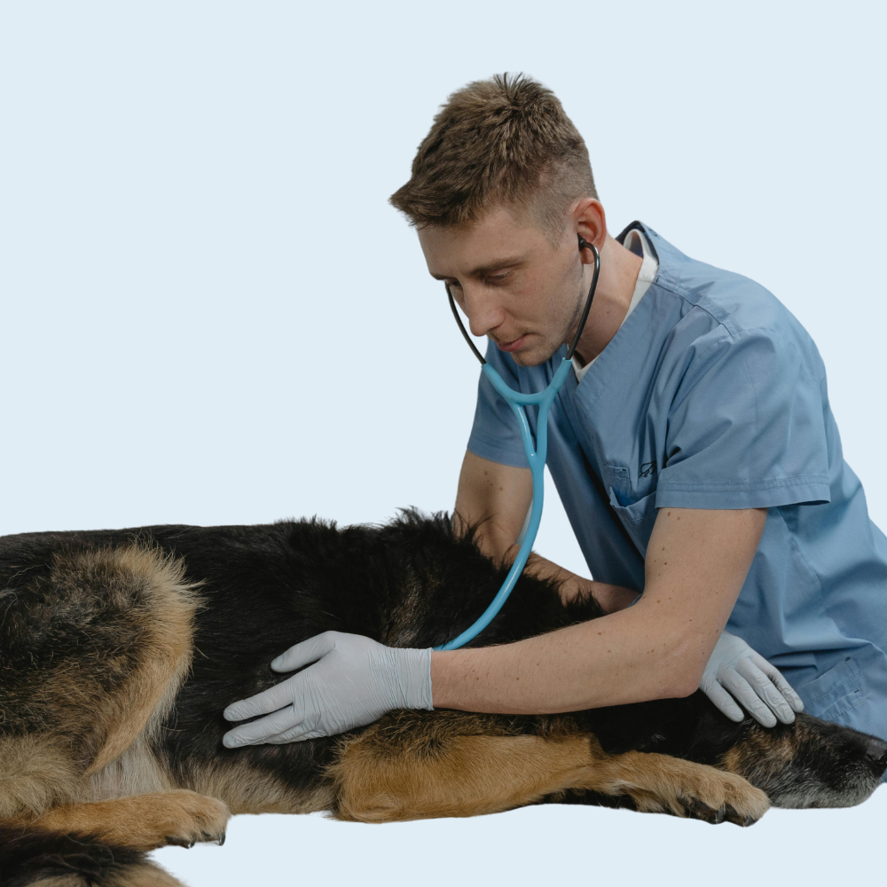 Vétérinaire